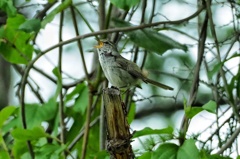 ビルケの森 ホケキョ