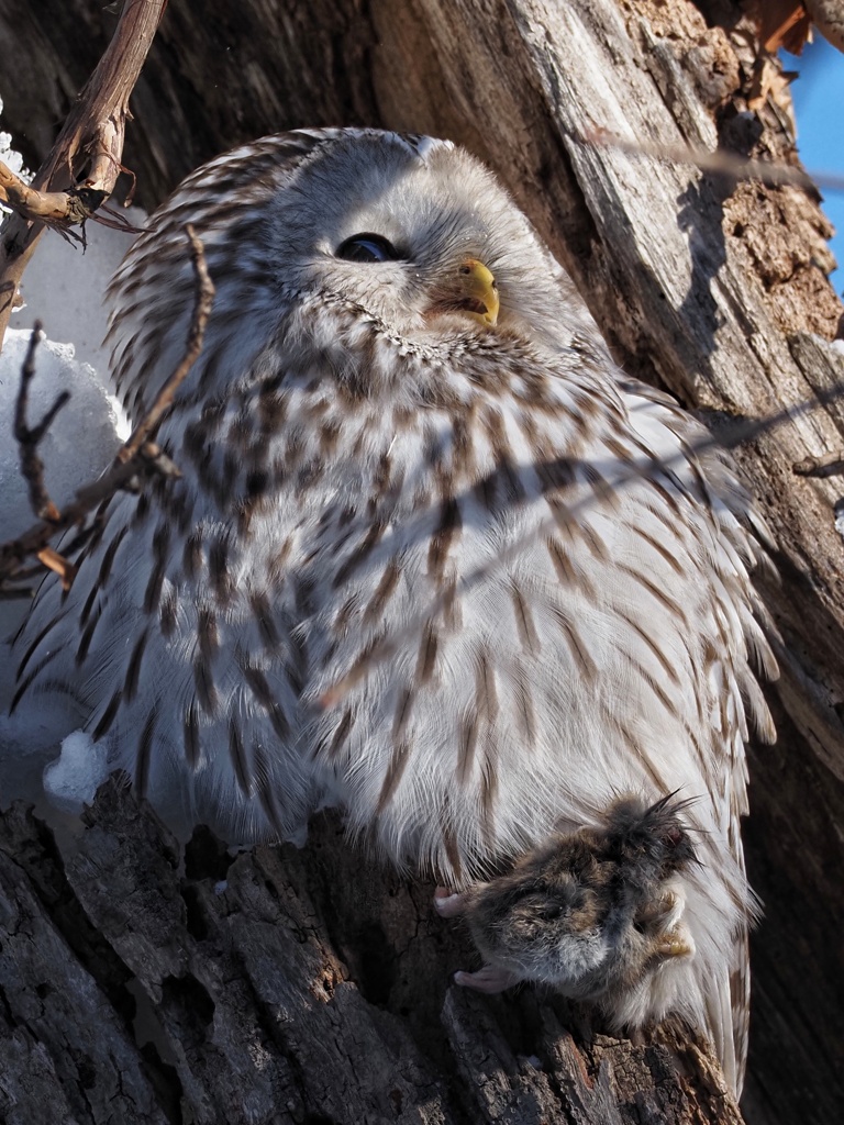 あ～ 今日は ネズ公のつくだ煮だな！