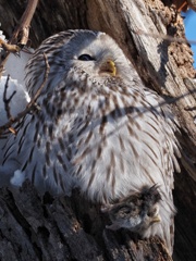 あ～ 今日は ネズ公のつくだ煮だな！