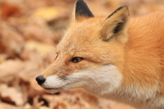 キツネにも怖いものがいます。