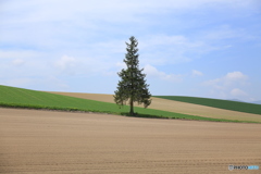 初夏美瑛到来❗