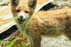 わんこです。(笑)