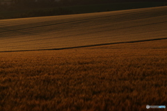 去年初夏7月撮影