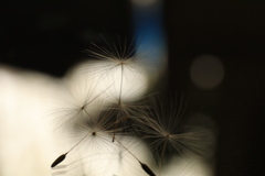 綿毛撮るのって難しいですね！