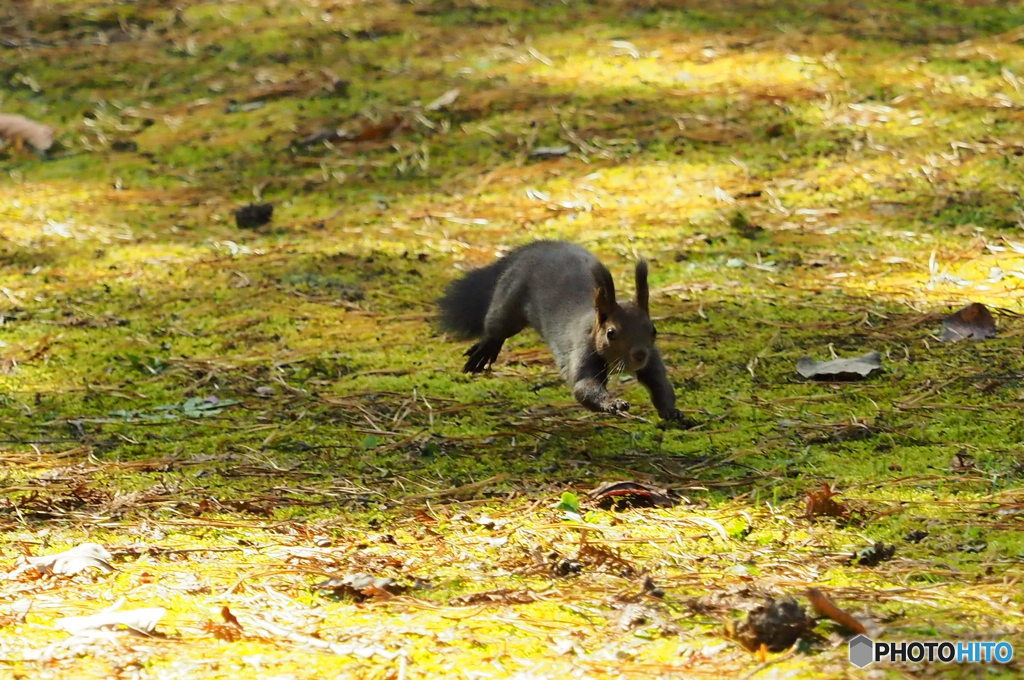 くるみを追いかけて！