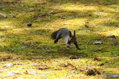 くるみを追いかけて！