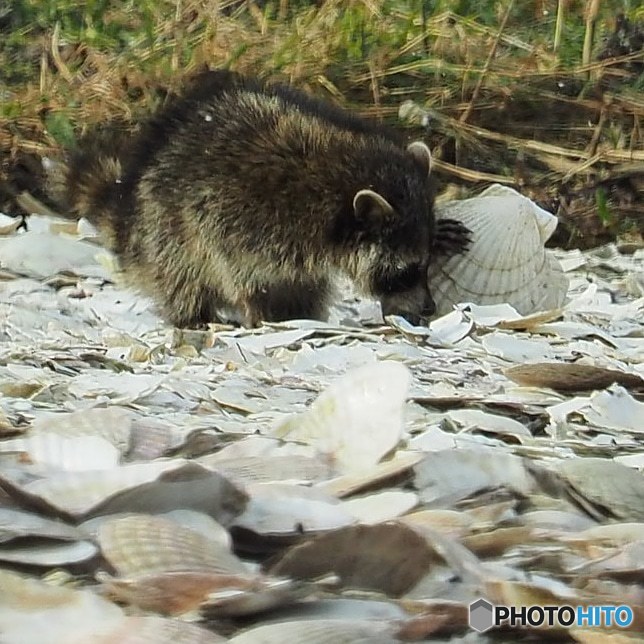 グルメなアライグマ