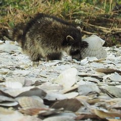 グルメなアライグマ