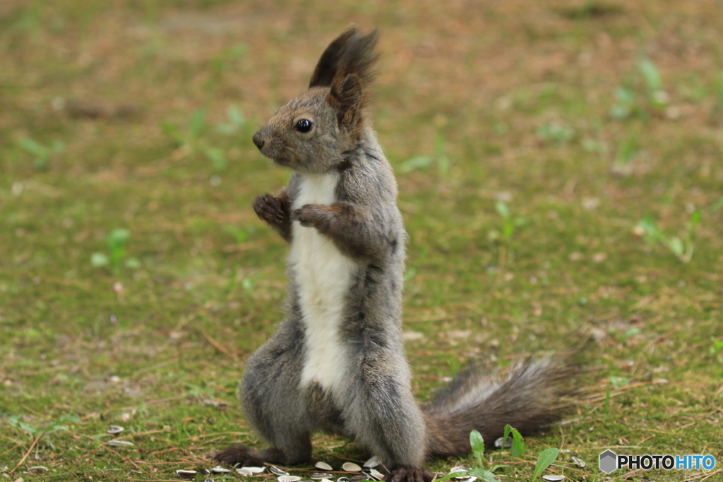 変な動きしてました！