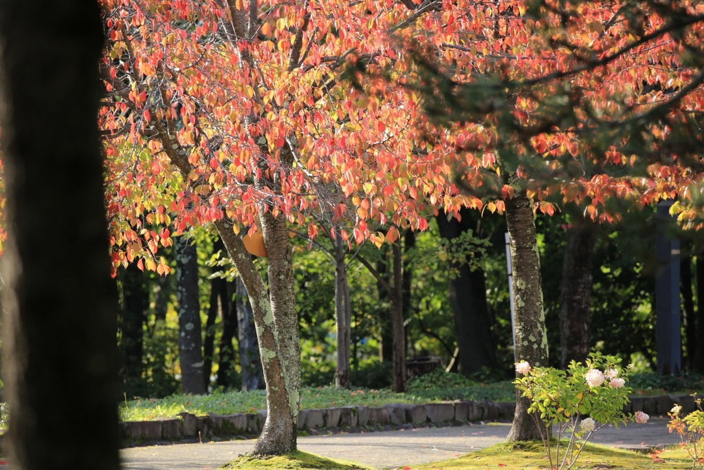 旭川も色づいて来ました。