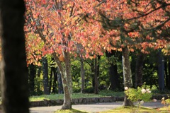 旭川も色づいて来ました。