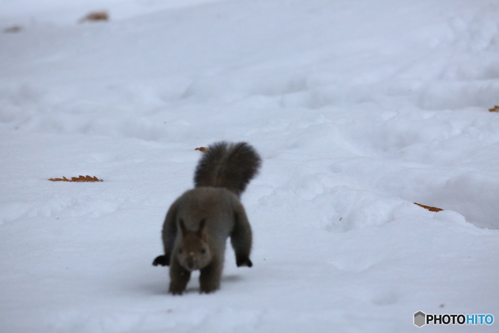 走って来るから可愛いです。(笑)