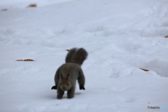 走って来るから可愛いです。(笑)