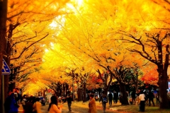 北海道大学 並木