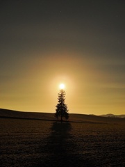 クリスマスツリー