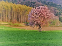 上御料の一本桜