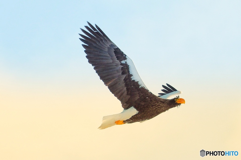 オオワシの楽園