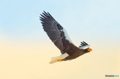 オオワシの楽園