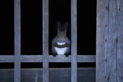 うちらの屋敷だよ！ 小窓からお出迎え