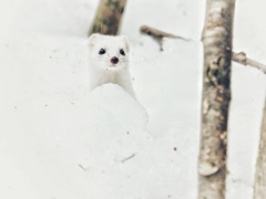 お気にのイイズナくん