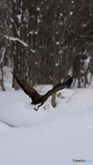 警戒心が強い！