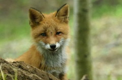 この子は 強くなると思います。