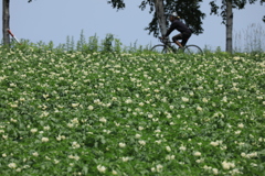 美瑛の丘 チャリも気持ち良さそう！でも丘 皆顔がけわしい。(笑)