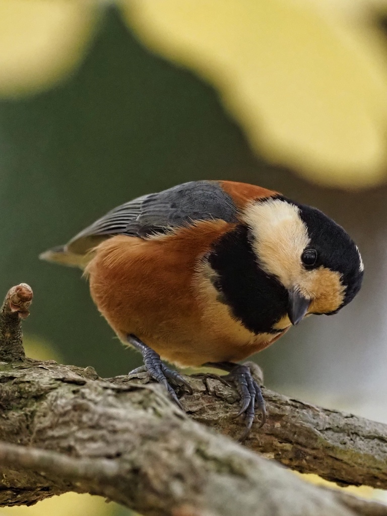 ヤマガラ ヤマさん