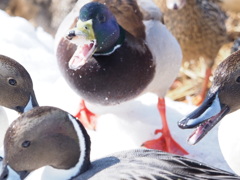 ま～そんなに怒らないで！