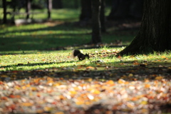今日も どんぐり どんぐり！