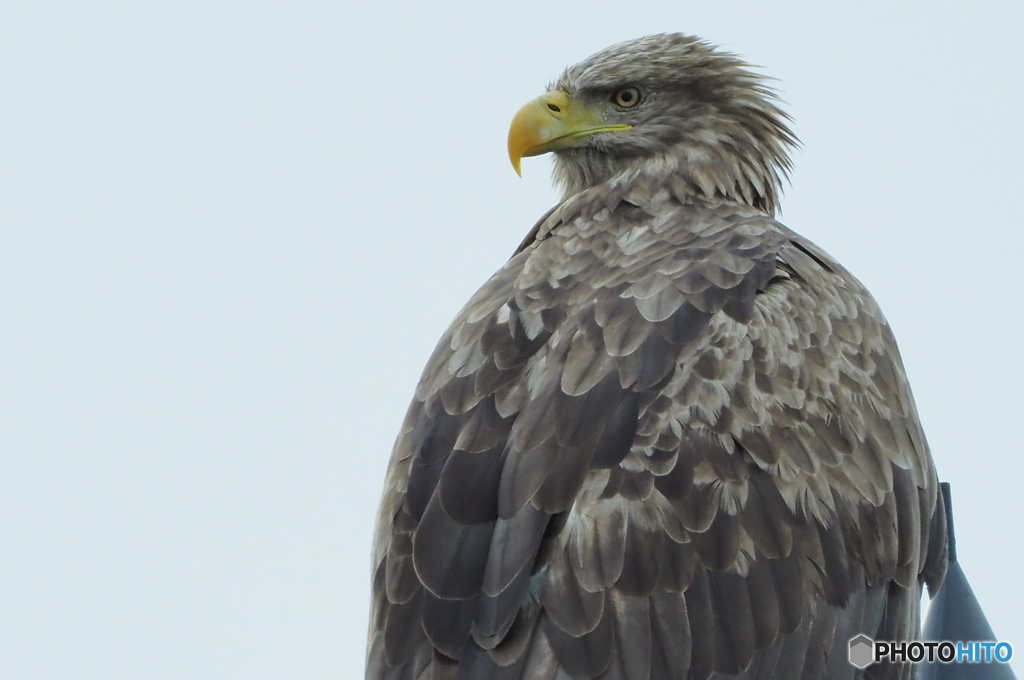 貫禄あります。