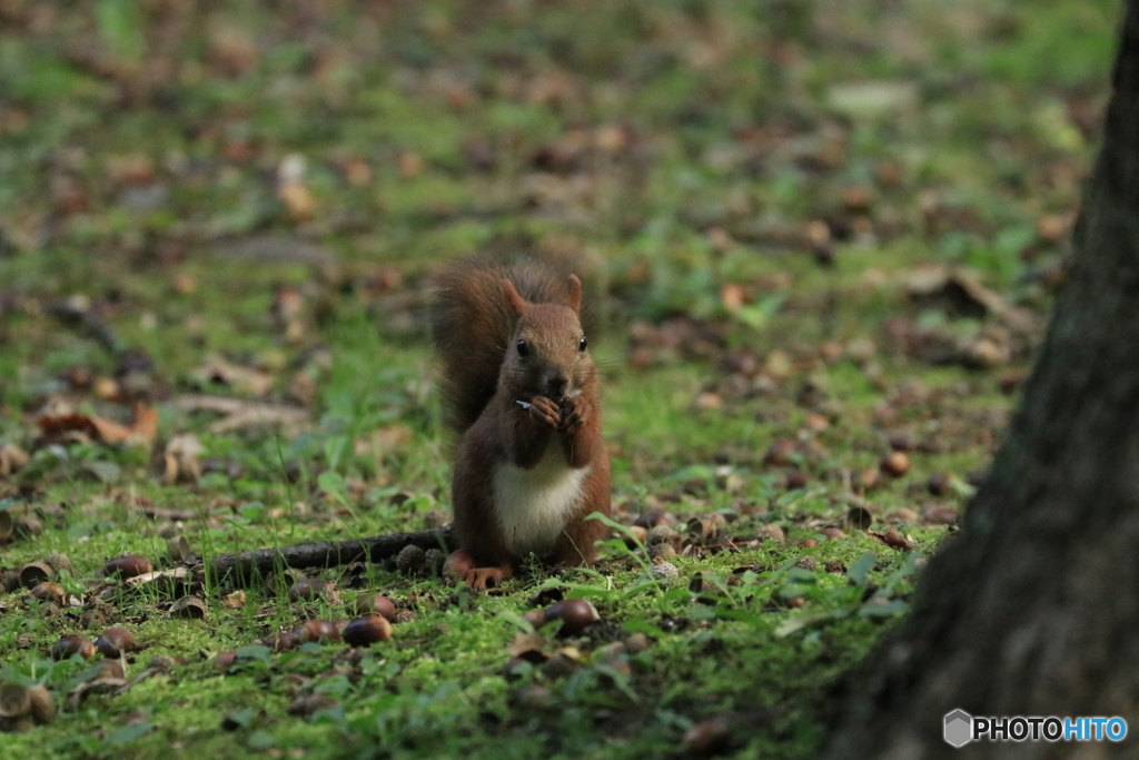 どんぐり いっぱい！