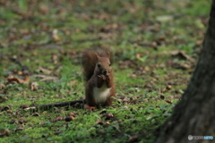 どんぐり いっぱい！