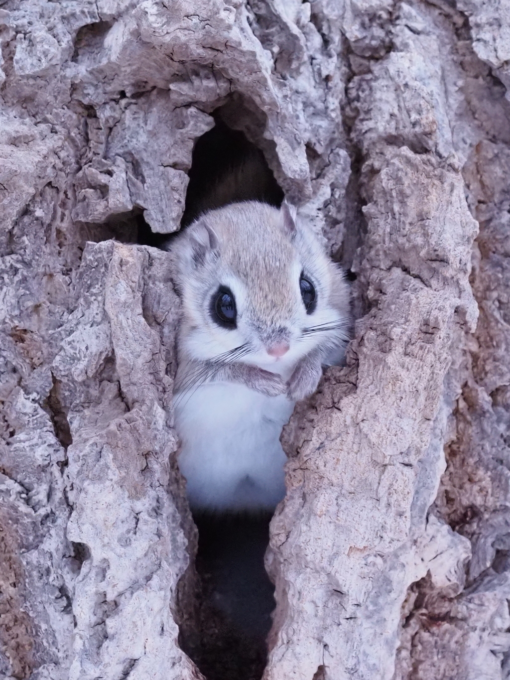 今日は 三匹出て来ました。
