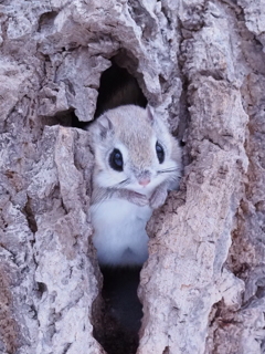 今日は 三匹出て来ました。