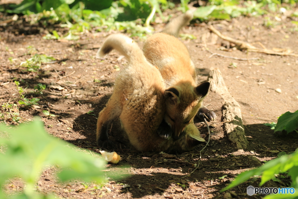 大きくなれよ！