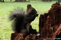 エゾリスの楽園