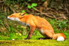 ｵｪ～二日酔い