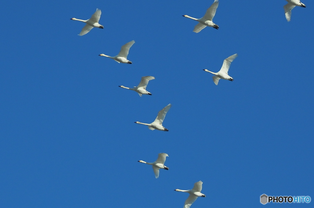 ホワイトインパルス