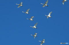 ホワイトインパルス