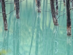 青い池