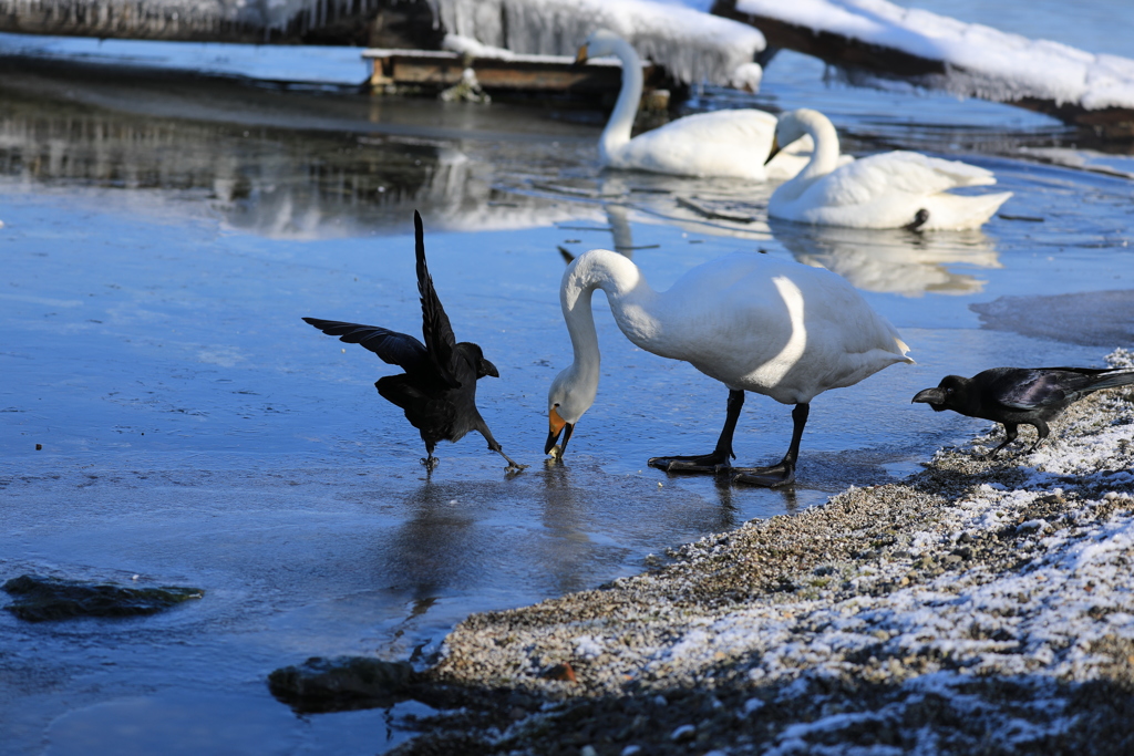 エサの取り合い！足元激滑り！(笑)