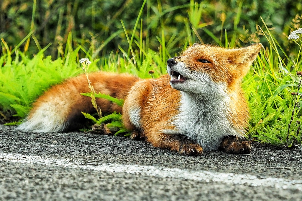 川湯のツネさん