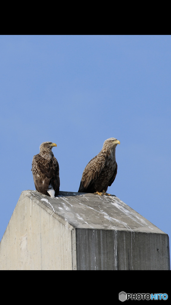餌さを追い求めて