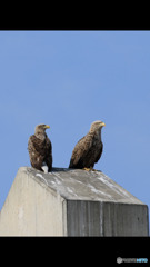 餌さを追い求めて