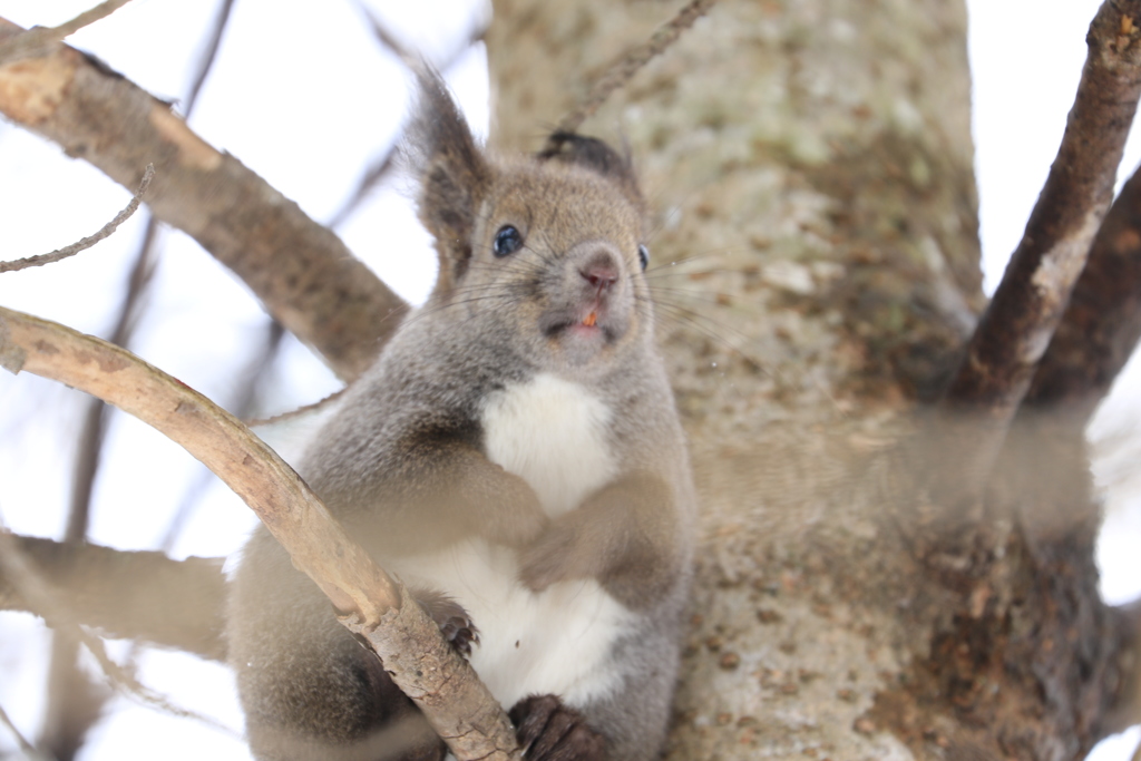 バナナマン 日村似！(笑)