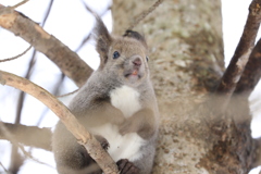 バナナマン 日村似！(笑)