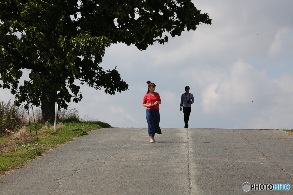 セブンスターの木