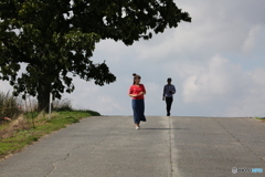 セブンスターの木