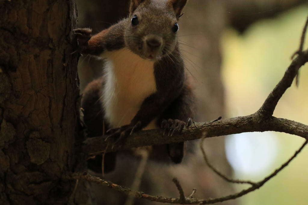 この時期活発に動き回る